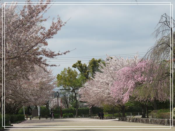 【神戶景點】姬路城.姬路市立動物園賞櫻.姬路旅遊券 @緹雅瑪 美食旅遊趣