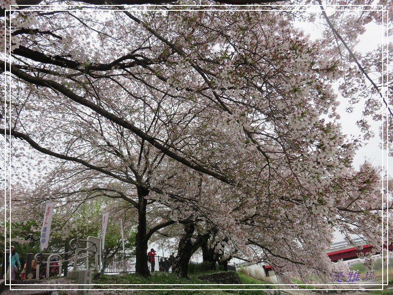 【京都景點】櫻花隧道美得像仙境之八幡市.淀川河川公園背割堤.大阪、京都觀光一日券 @緹雅瑪 美食旅遊趣