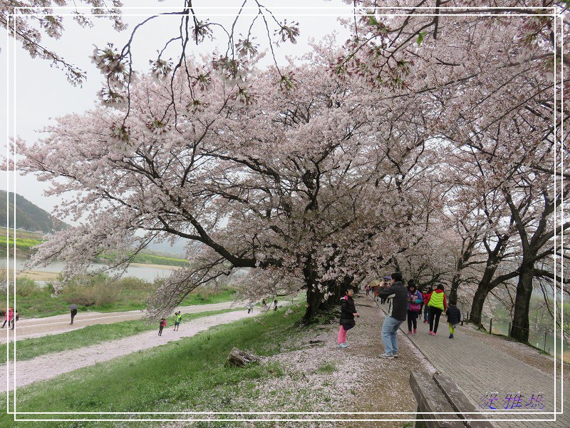 【京都景點】櫻花隧道美得像仙境之八幡市.淀川河川公園背割堤.大阪、京都觀光一日券 @緹雅瑪 美食旅遊趣