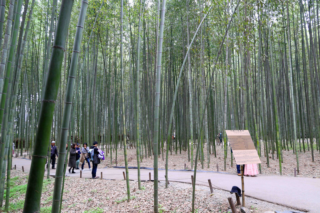 【京都景點】嵯峨野竹林.野宮神社。嵐山必訪 @緹雅瑪 美食旅遊趣