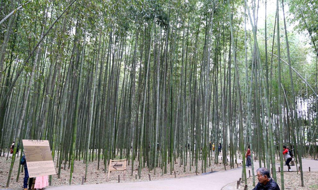 【京都景點】嵯峨野竹林.野宮神社。嵐山必訪 @緹雅瑪 美食旅遊趣