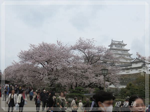 【神戶景點】姬路城.姬路市立動物園賞櫻.姬路旅遊券 @緹雅瑪 美食旅遊趣