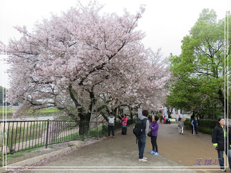 【京都景點】櫻花隧道美得像仙境之八幡市.淀川河川公園背割堤.大阪、京都觀光一日券 @緹雅瑪 美食旅遊趣