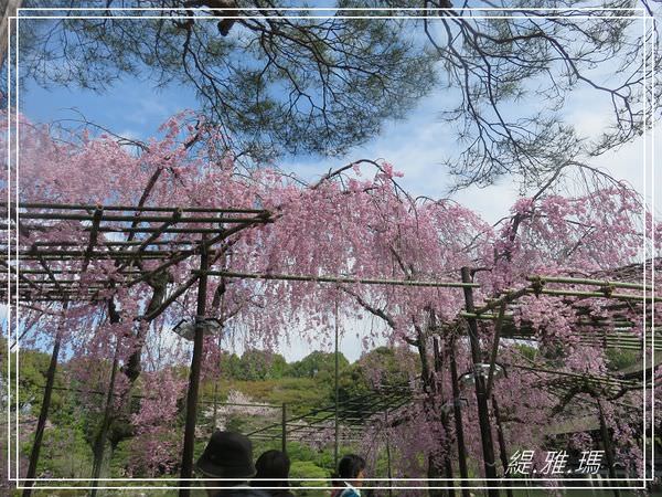 【京都景點】平安神宮賞櫻.平安神宮神苑泰平閣 @緹雅瑪 美食旅遊趣