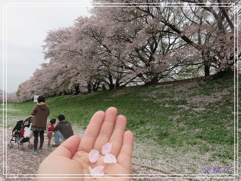 【京都景點】櫻花隧道美得像仙境之八幡市.淀川河川公園背割堤.大阪、京都觀光一日券 @緹雅瑪 美食旅遊趣