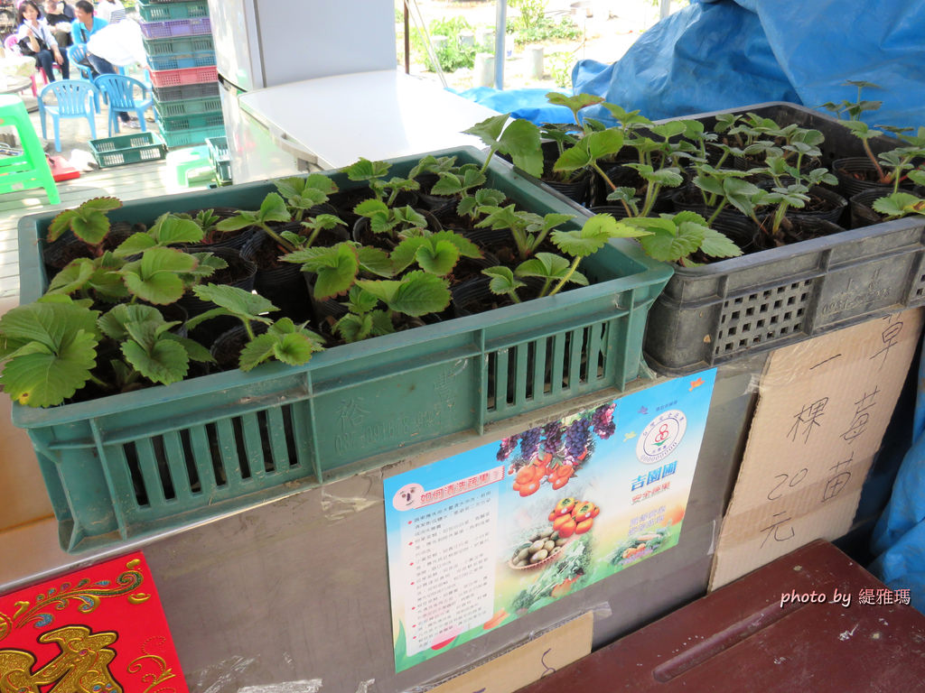 【高雄.阿蓮區】三本鮮莓園，安全蔬果認証草莓園 @緹雅瑪 美食旅遊趣