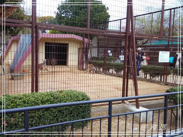 【神戶景點】姬路城.姬路市立動物園賞櫻.姬路旅遊券 @緹雅瑪 美食旅遊趣