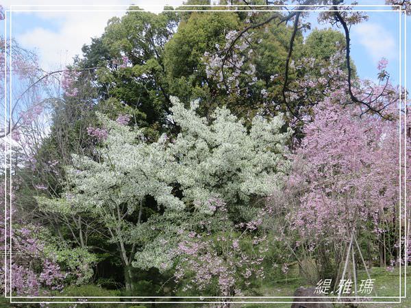 【京都景點】平安神宮賞櫻.平安神宮神苑泰平閣 @緹雅瑪 美食旅遊趣