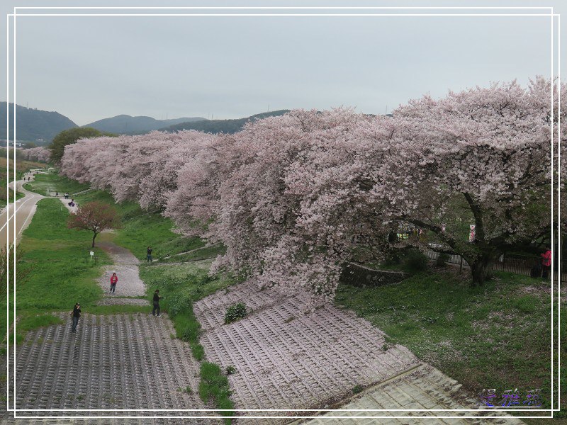 【京都景點】櫻花隧道美得像仙境之八幡市.淀川河川公園背割堤.大阪、京都觀光一日券 @緹雅瑪 美食旅遊趣