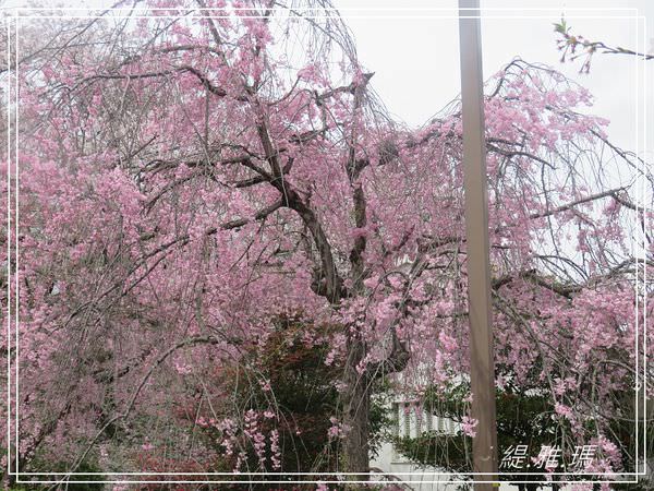 【神戶景點】姬路城.姬路市立動物園賞櫻.姬路旅遊券 @緹雅瑪 美食旅遊趣