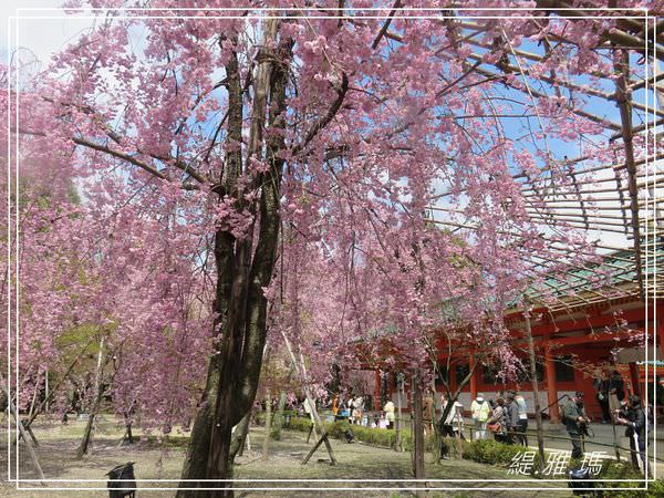 【京都景點】平安神宮賞櫻.平安神宮神苑泰平閣 @緹雅瑪 美食旅遊趣