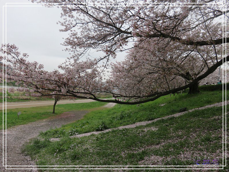 【京都景點】櫻花隧道美得像仙境之八幡市.淀川河川公園背割堤.大阪、京都觀光一日券 @緹雅瑪 美食旅遊趣