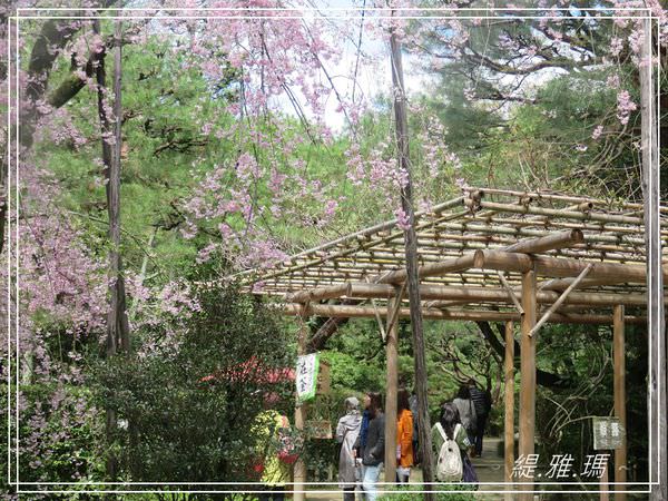 【京都景點】平安神宮賞櫻.平安神宮神苑泰平閣 @緹雅瑪 美食旅遊趣