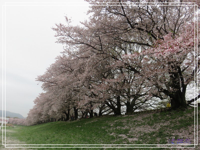 【京都景點】櫻花隧道美得像仙境之八幡市.淀川河川公園背割堤.大阪、京都觀光一日券 @緹雅瑪 美食旅遊趣