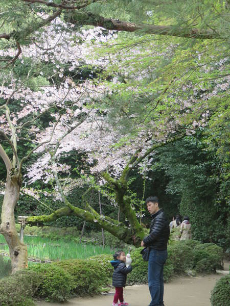 【京都景點】平安神宮賞櫻.平安神宮神苑泰平閣 @緹雅瑪 美食旅遊趣