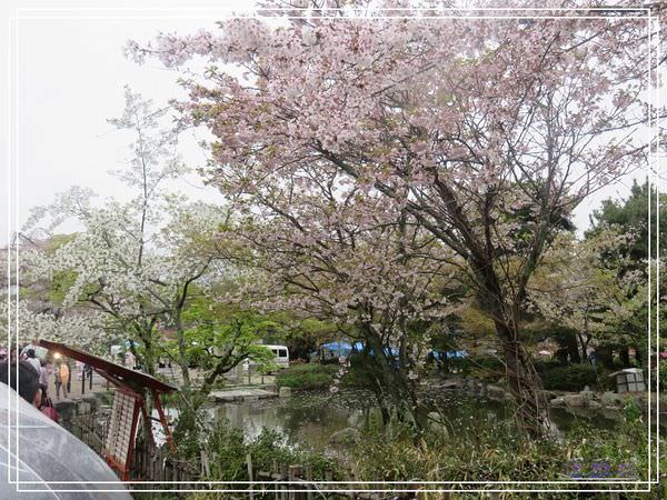 【關西.京都 美食】天富良天周.八坂神社.圓山公園賞櫻 @緹雅瑪 美食旅遊趣