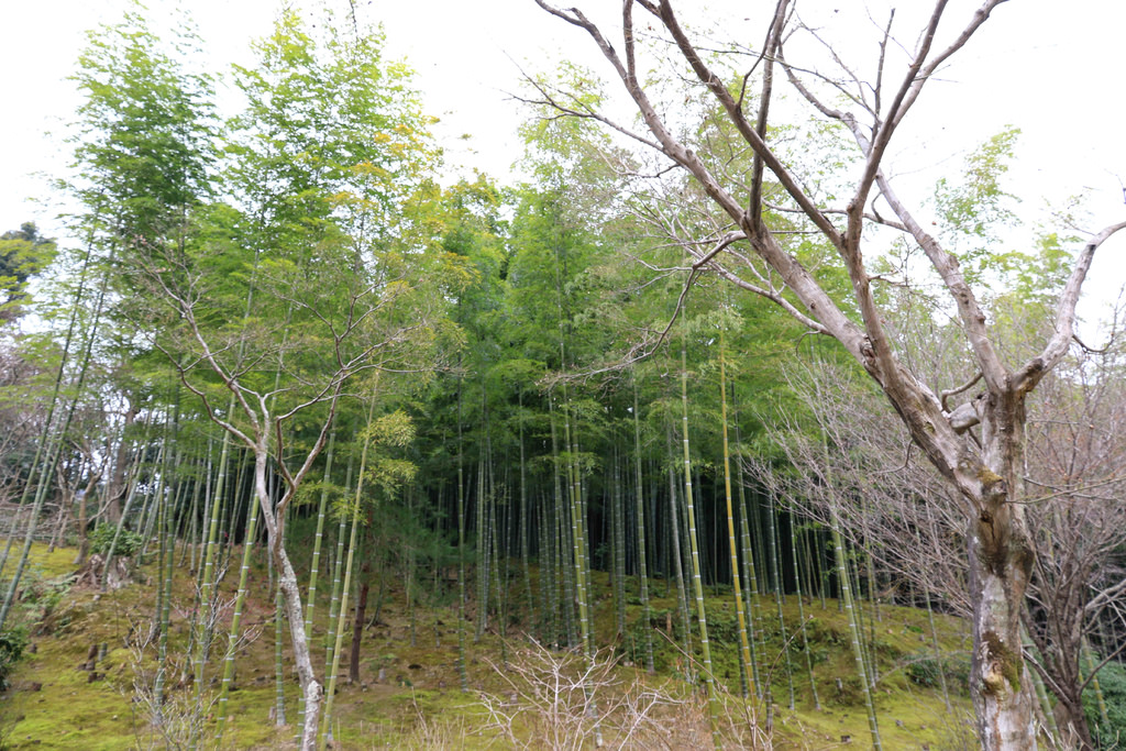 【京都景點】嵐山必遊：天龍寺.嵐山公園.渡月橋 @緹雅瑪 美食旅遊趣