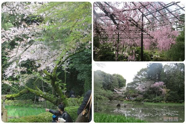 【京都景點】平安神宮賞櫻.平安神宮神苑泰平閣 @緹雅瑪 美食旅遊趣