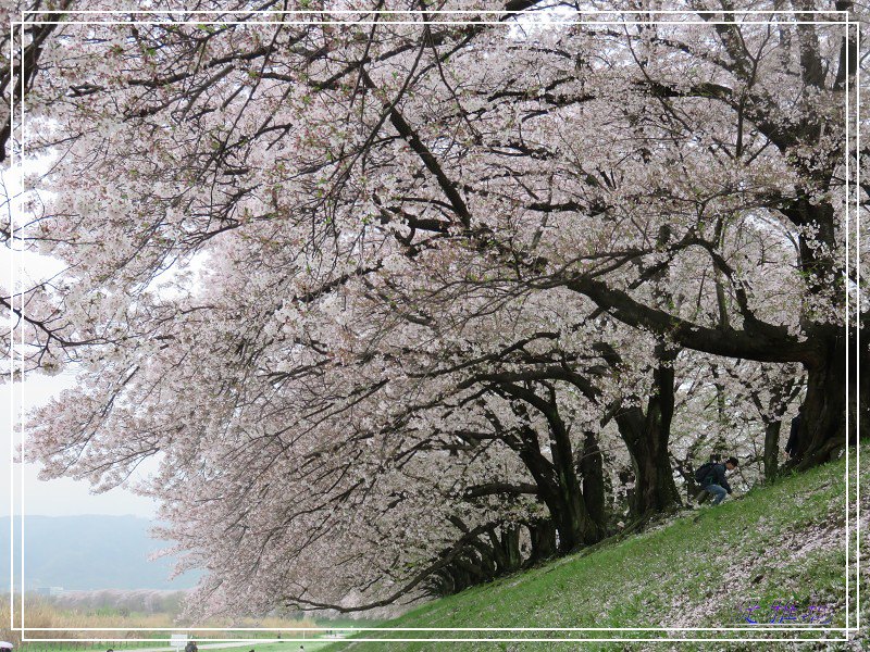 【京都景點】櫻花隧道美得像仙境之八幡市.淀川河川公園背割堤.大阪、京都觀光一日券 @緹雅瑪 美食旅遊趣