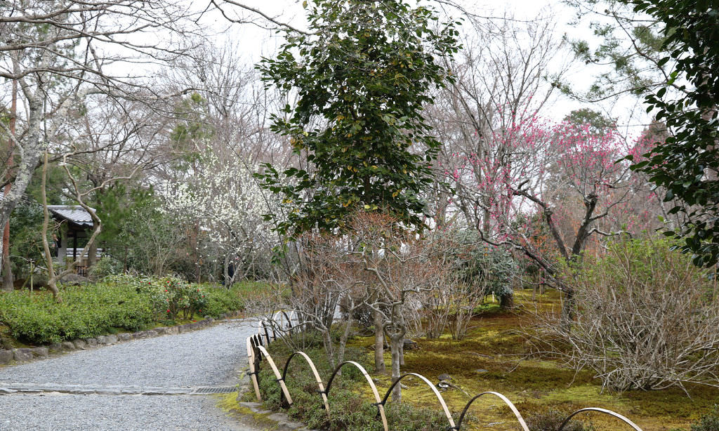 【京都景點】嵐山必遊：天龍寺.嵐山公園.渡月橋 @緹雅瑪 美食旅遊趣