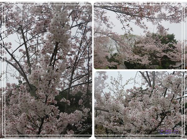 【關西.京都 美食】天富良天周.八坂神社.圓山公園賞櫻 @緹雅瑪 美食旅遊趣