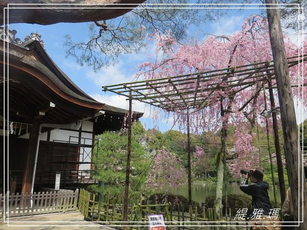 【京都景點】平安神宮賞櫻.平安神宮神苑泰平閣 @緹雅瑪 美食旅遊趣