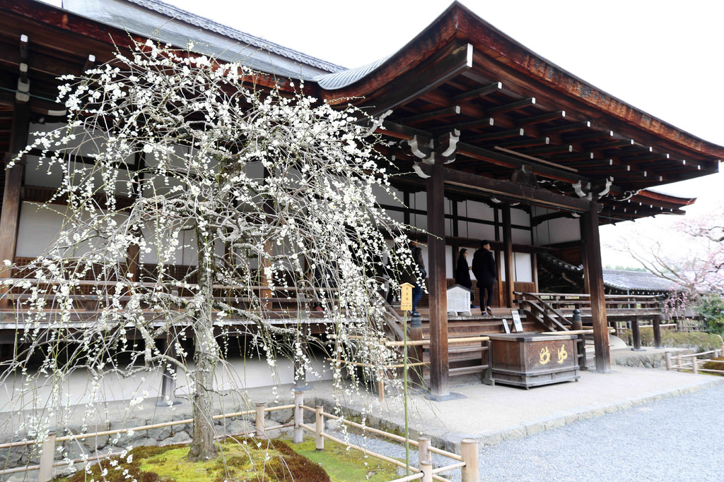 【京都景點】嵐山必遊：天龍寺.嵐山公園.渡月橋 @緹雅瑪 美食旅遊趣