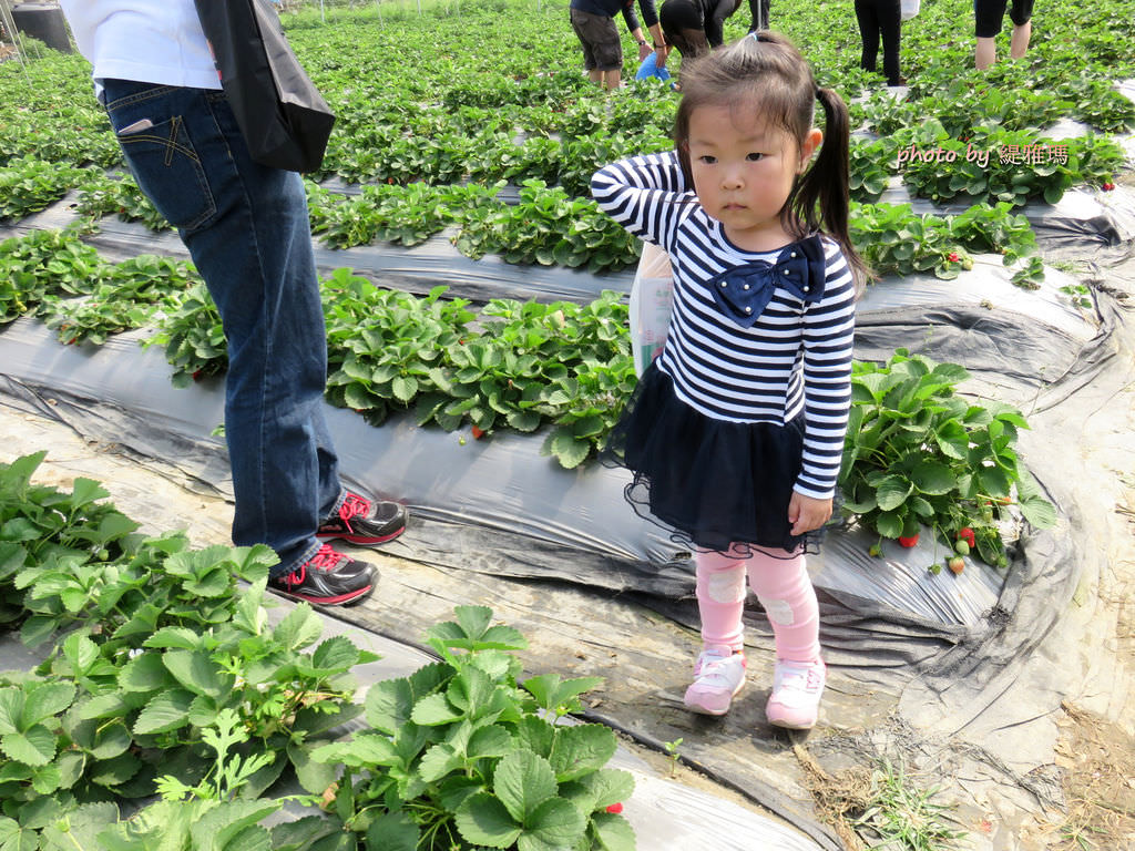 【高雄.阿蓮區】三本鮮莓園，安全蔬果認証草莓園 @緹雅瑪 美食旅遊趣