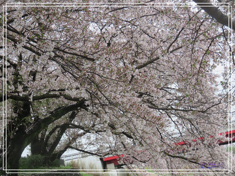 【京都景點】櫻花隧道美得像仙境之八幡市.淀川河川公園背割堤.大阪、京都觀光一日券 @緹雅瑪 美食旅遊趣