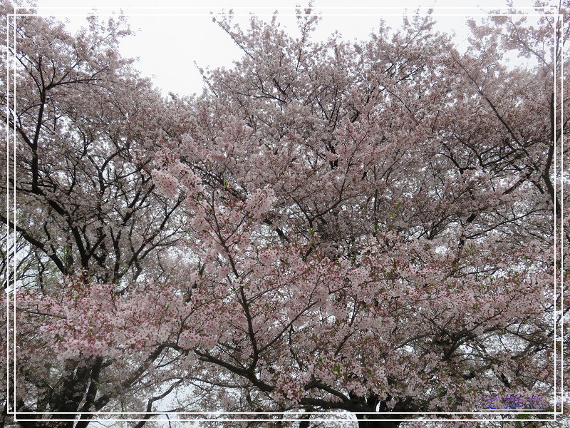 【京都景點】櫻花隧道美得像仙境之八幡市.淀川河川公園背割堤.大阪、京都觀光一日券 @緹雅瑪 美食旅遊趣