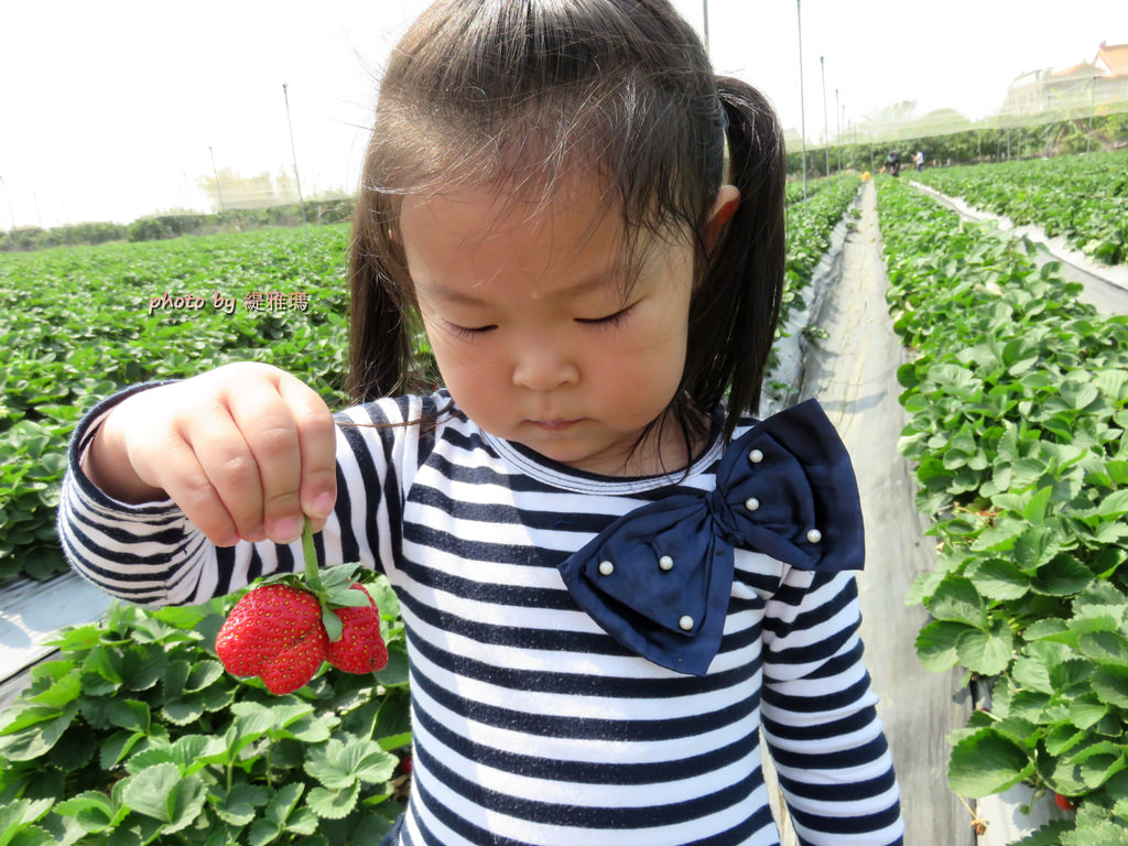 【高雄.阿蓮區】三本鮮莓園，安全蔬果認証草莓園 @緹雅瑪 美食旅遊趣