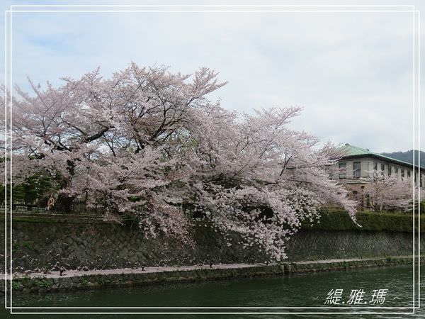 【京都景點】蹴上傾斜鐵道.岡崎疏水賞櫻 @緹雅瑪 美食旅遊趣