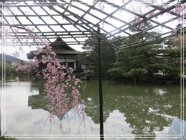 【京都景點】平安神宮賞櫻.平安神宮神苑泰平閣 @緹雅瑪 美食旅遊趣