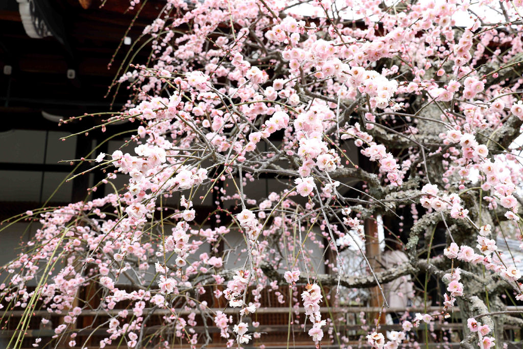 【京都景點】嵐山必遊：天龍寺.嵐山公園.渡月橋 @緹雅瑪 美食旅遊趣