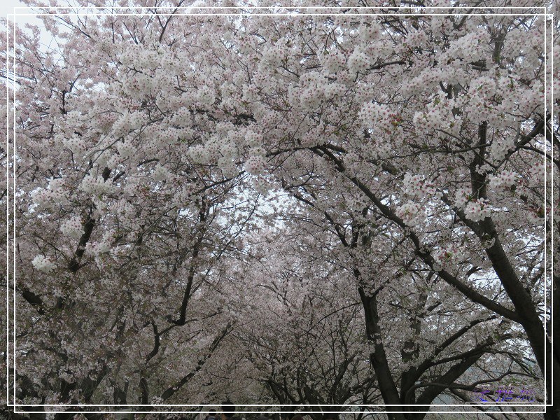 【京都景點】櫻花隧道美得像仙境之八幡市.淀川河川公園背割堤.大阪、京都觀光一日券 @緹雅瑪 美食旅遊趣