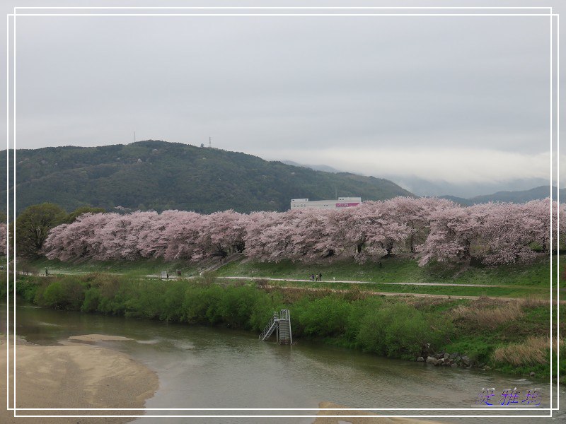 【京都景點】櫻花隧道美得像仙境之八幡市.淀川河川公園背割堤.大阪、京都觀光一日券 @緹雅瑪 美食旅遊趣