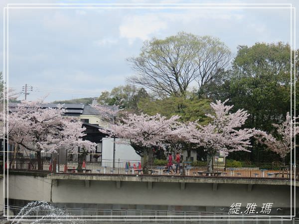 【京都景點】蹴上傾斜鐵道.岡崎疏水賞櫻 @緹雅瑪 美食旅遊趣