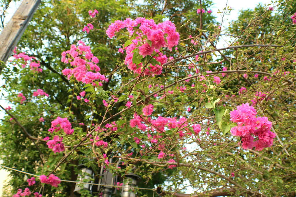 【嘉義景點】檜意森活村 Hinoki Village：體驗異國日式小世界的文創商店街，和服體驗、森咖啡，走跳漫步中 @緹雅瑪 美食旅遊趣