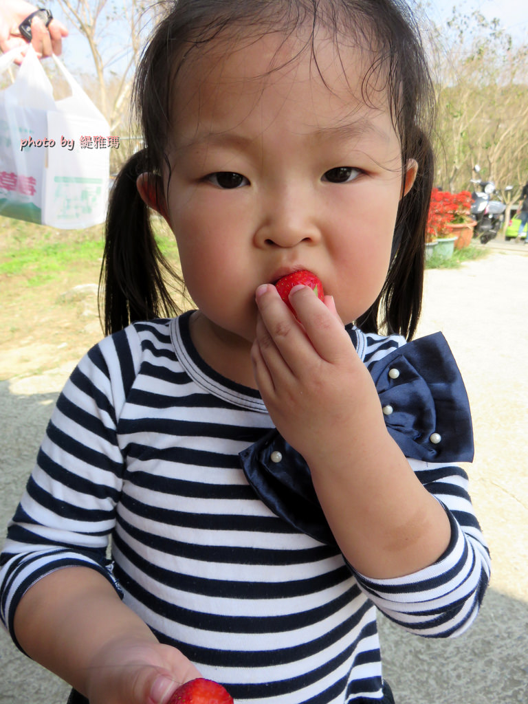 【高雄.阿蓮區】三本鮮莓園，安全蔬果認証草莓園 @緹雅瑪 美食旅遊趣