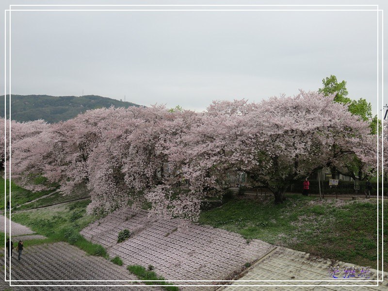 【京都景點】櫻花隧道美得像仙境之八幡市.淀川河川公園背割堤.大阪、京都觀光一日券 @緹雅瑪 美食旅遊趣