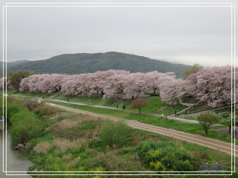 【京都景點】櫻花隧道美得像仙境之八幡市.淀川河川公園背割堤.大阪、京都觀光一日券 @緹雅瑪 美食旅遊趣