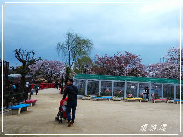 【神戶景點】姬路城.姬路市立動物園賞櫻.姬路旅遊券 @緹雅瑪 美食旅遊趣