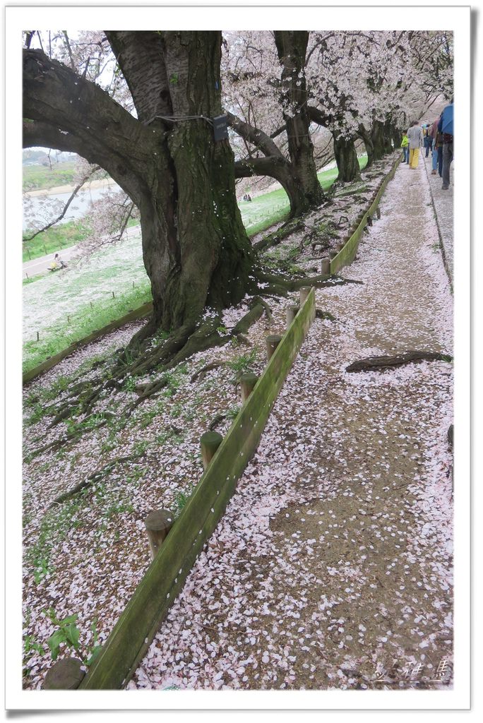 【京都景點】櫻花隧道美得像仙境之八幡市.淀川河川公園背割堤.大阪、京都觀光一日券 @緹雅瑪 美食旅遊趣