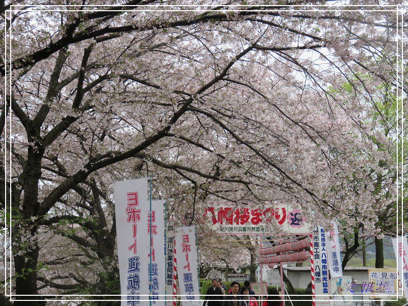 【京都景點】櫻花隧道美得像仙境之八幡市.淀川河川公園背割堤.大阪、京都觀光一日券 @緹雅瑪 美食旅遊趣