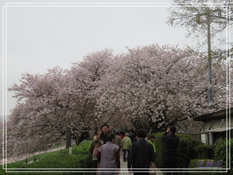 【京都景點】櫻花隧道美得像仙境之八幡市.淀川河川公園背割堤.大阪、京都觀光一日券 @緹雅瑪 美食旅遊趣