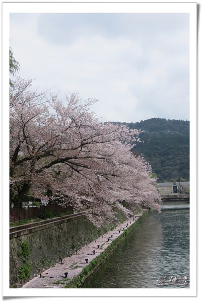 【京都景點】蹴上傾斜鐵道.岡崎疏水賞櫻 @緹雅瑪 美食旅遊趣