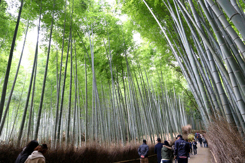 【京都景點】嵯峨野竹林.野宮神社。嵐山必訪 @緹雅瑪 美食旅遊趣